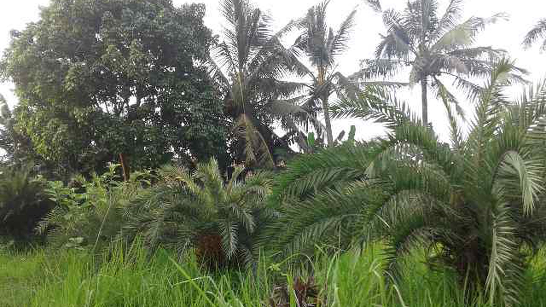 Tanah di Parigi, Jombang Raya