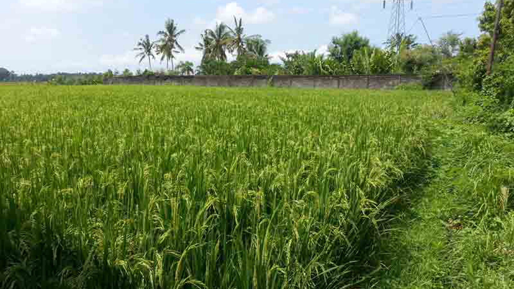 Land At Ubud Area