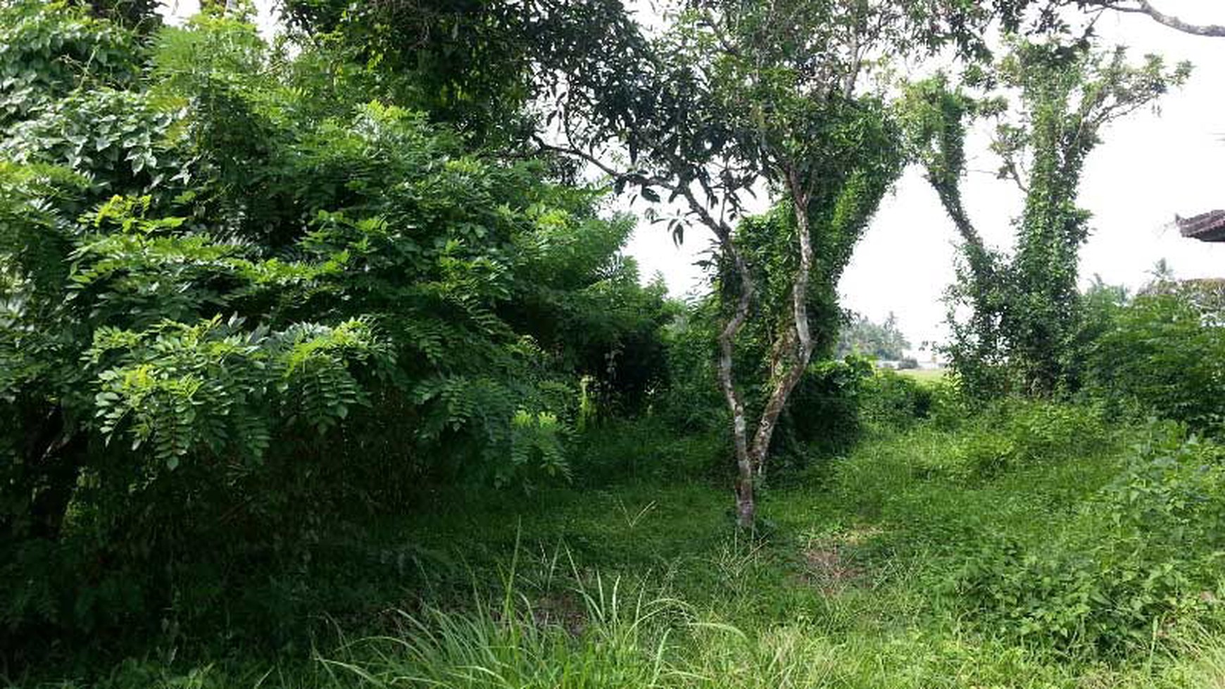 Land At Tabanan Area