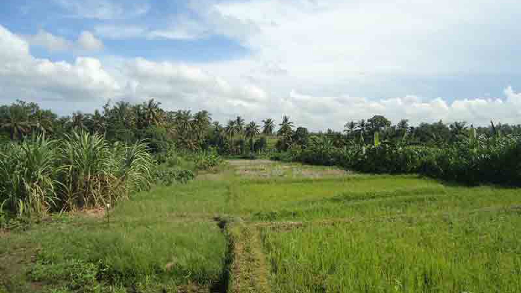 Land At Tumbak Bayuh Canggu