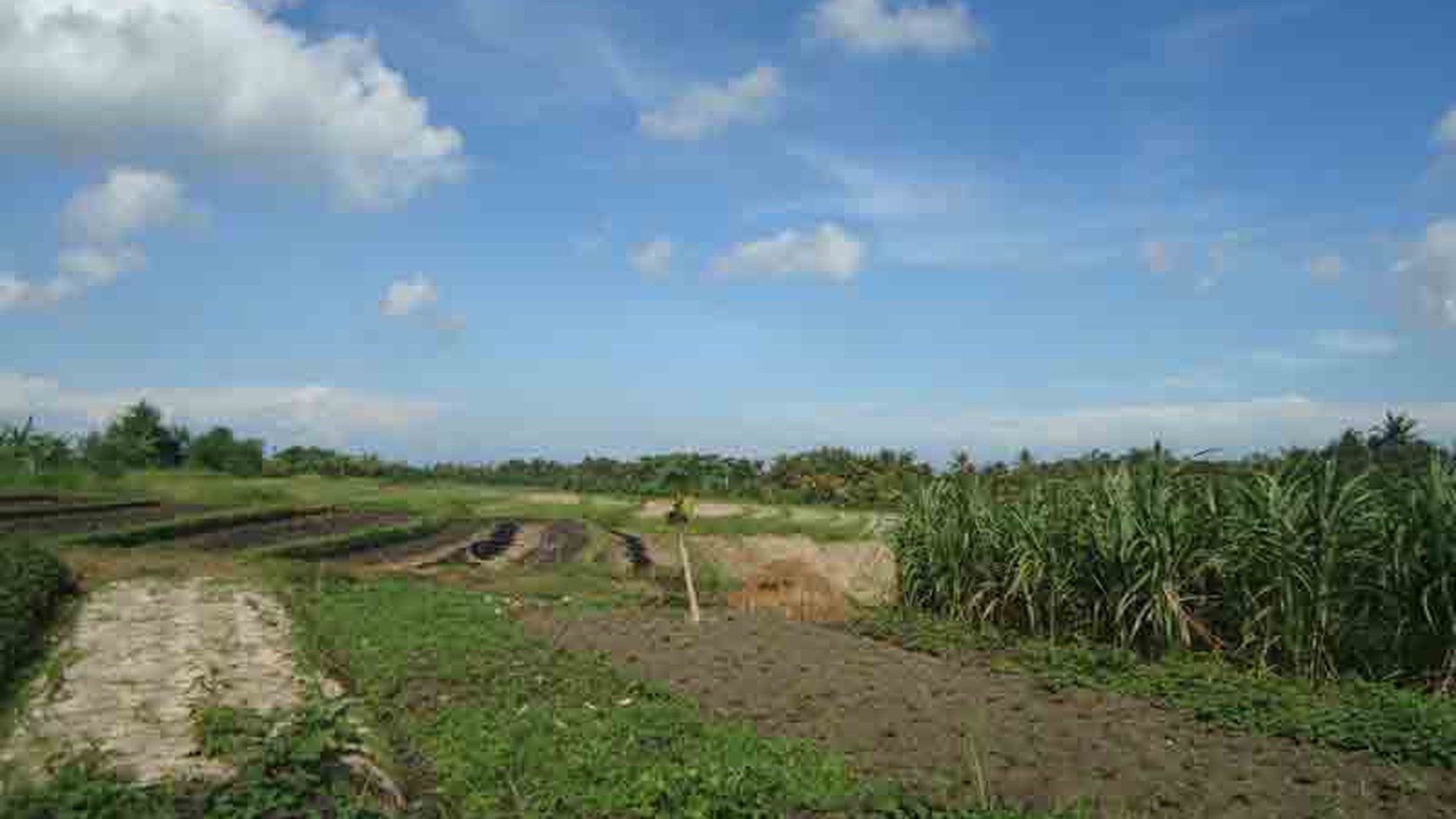 Land At Tumbak Bayuh Canggu