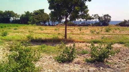 Beach Front Land At Lovina Singaraja