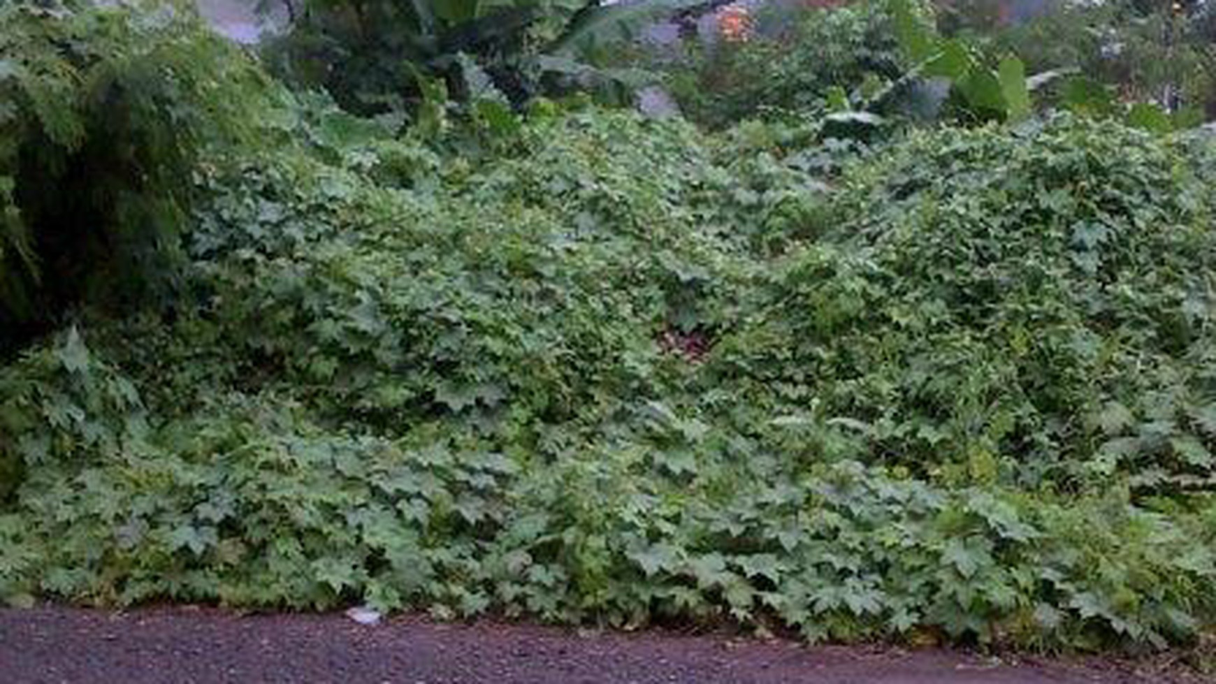 Dijual Tanah Di Rawamangun Jakarta Timur #ER