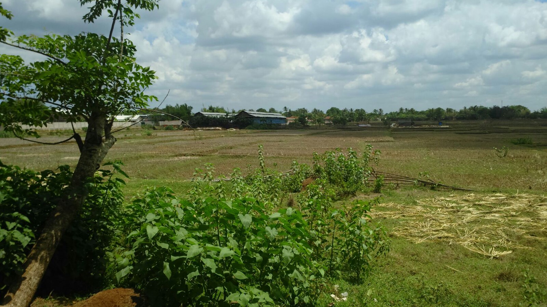 Dijual Tanah Balaraja Ds. Kemuning - Balaraja