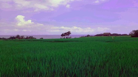 Beach Front Land At Kelating Tabanan