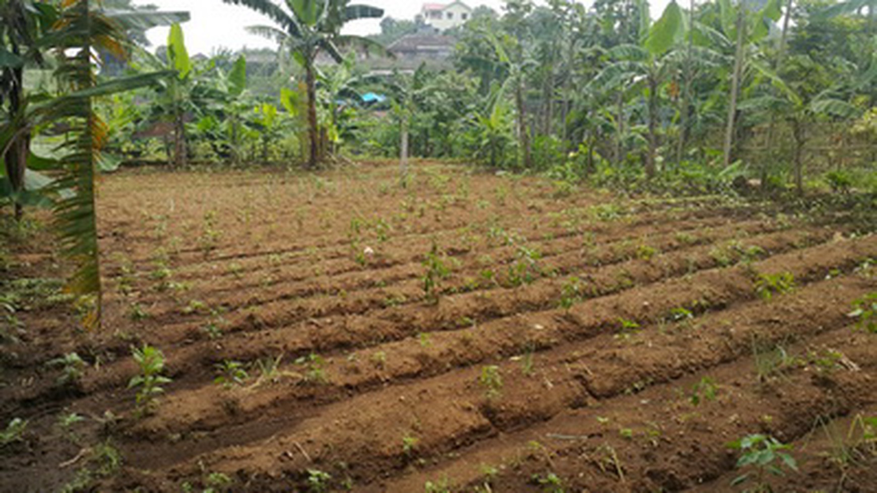 Tanah di daerah Bulukerto, Bumiaji, Batu - Malang..kondisi sudah di urug siap dibangun rumah atau villa.