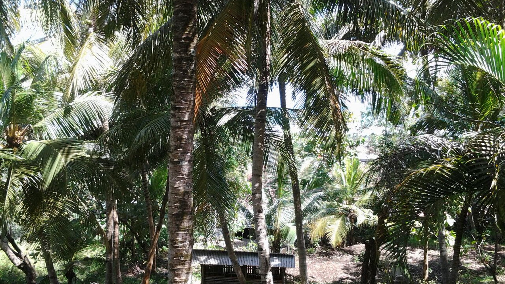 TANAH DIJUAL DEKAT PANTAI PARANGTRITIS, PARANGREJO, GIRIJATI