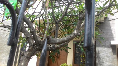 Rumah Disewakan Dengan Halaman Yang Bagus Dan Baik Buat Tempat Tinggal