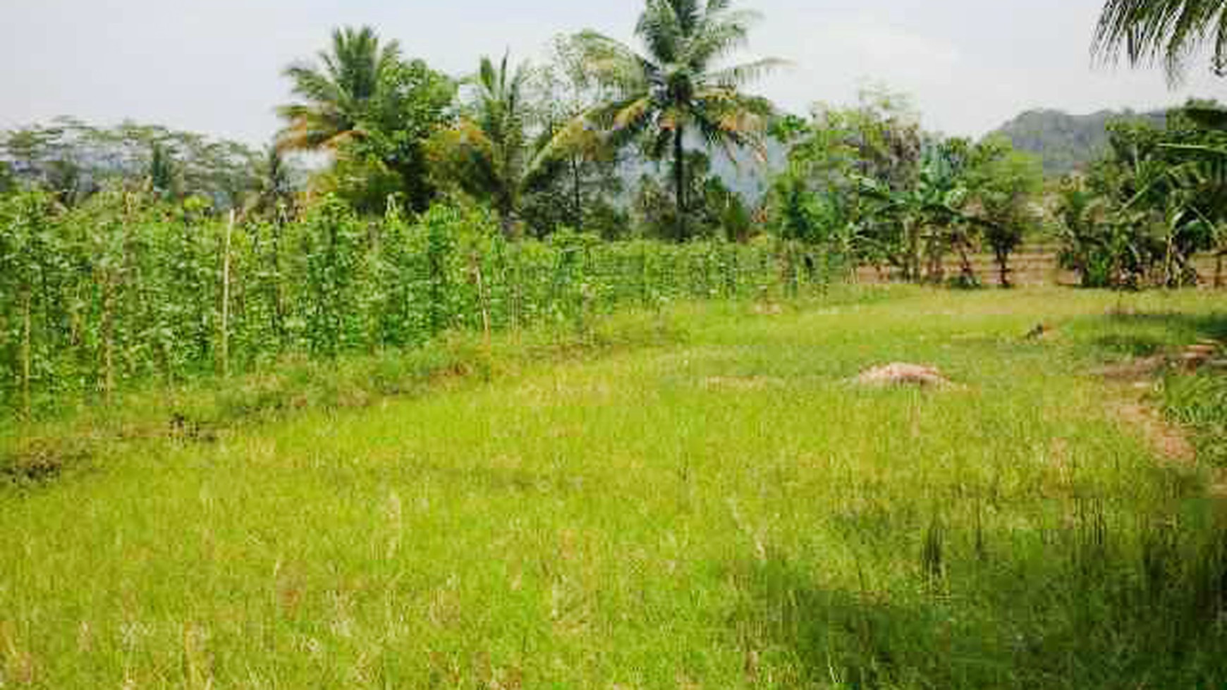 Dijual kavling (sawah) lokasi pinggir jalan, Daerah sukabumi, jabar