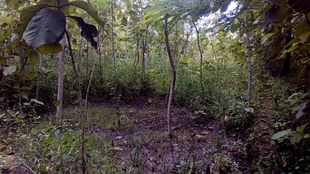 TANAH DIJUAL, DISIRAMAN WONOSARI, GUNUNG KIDUL