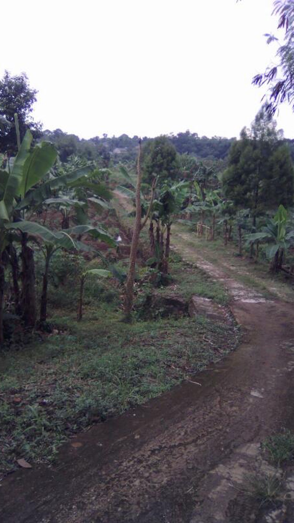 Dijual tanah, lokasi desa Bedahan Sawangan