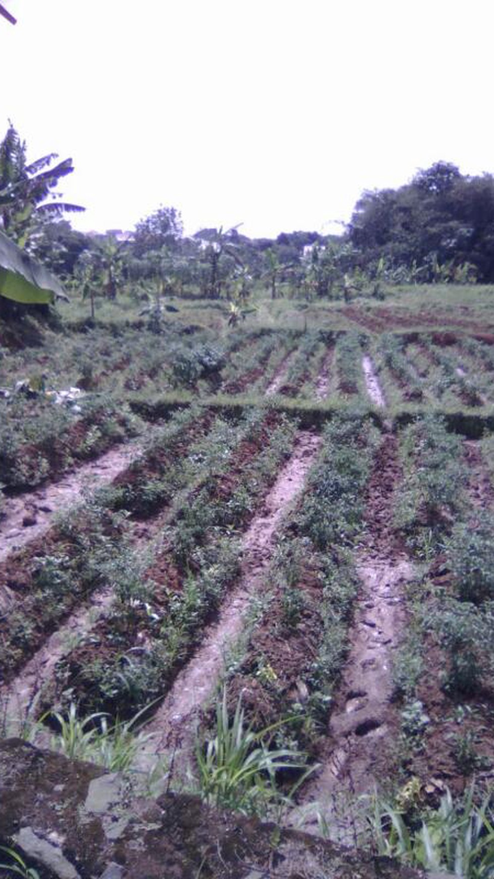 Dijual tanah, lokasi desa Bedahan Sawangan