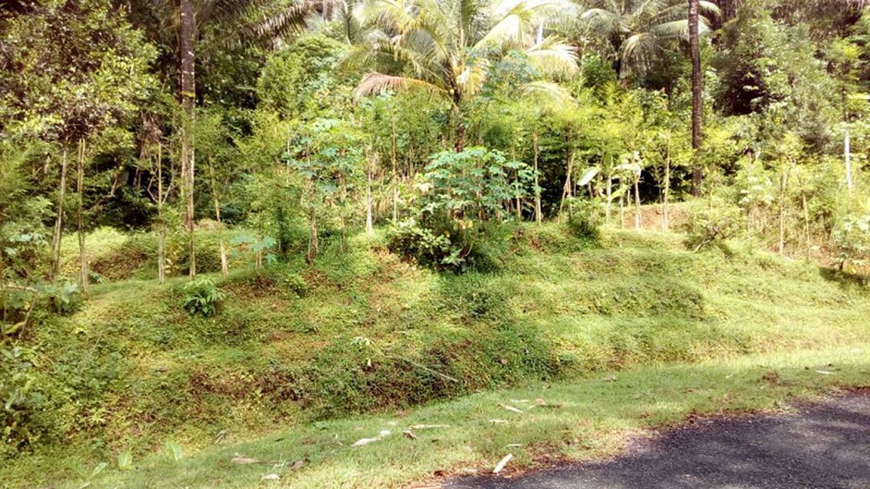 TANAH LUAS HARGA KOMPETITIF DIJUAL, HARGOWILIS, KULON PROGO