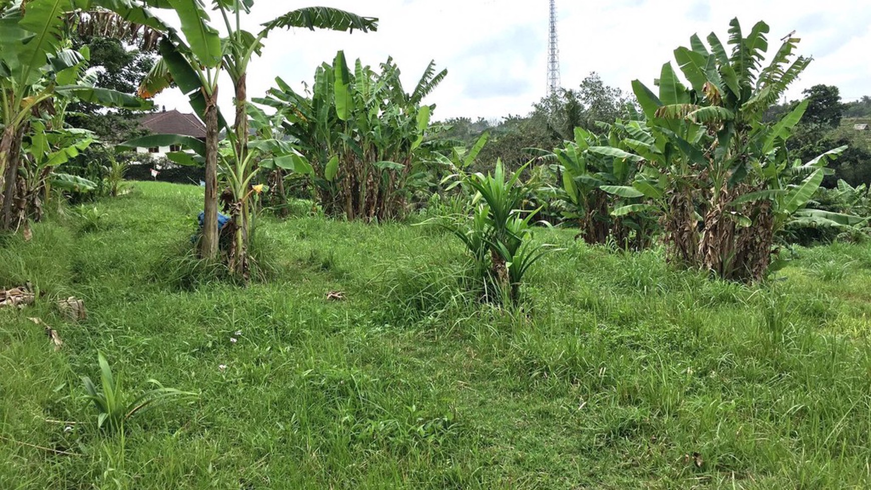 Dijual Tanah di Tabanan Bali
