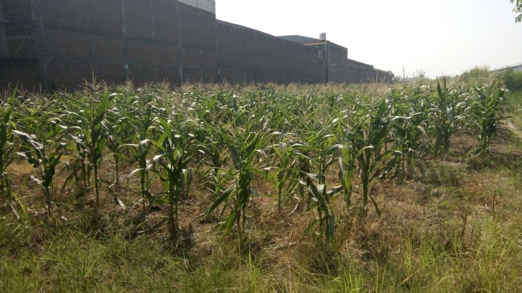 TANAH KEDAMEAN GRESIK