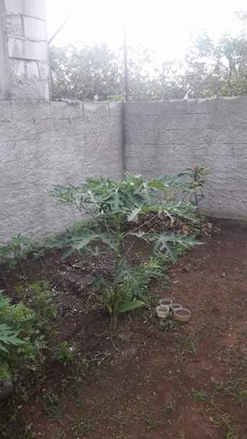 Rumah mungil di Bedahan Sawangan-Depok