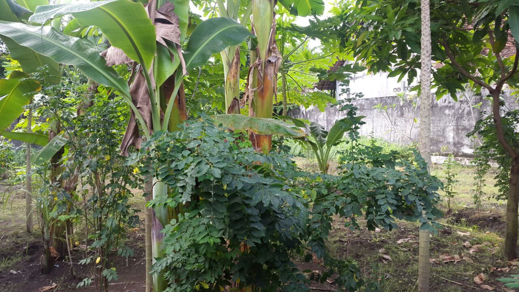 TANAH BONUS RUMAH KOST, JL ARJUNA, BANGUNTAPAN, BANTUL.
