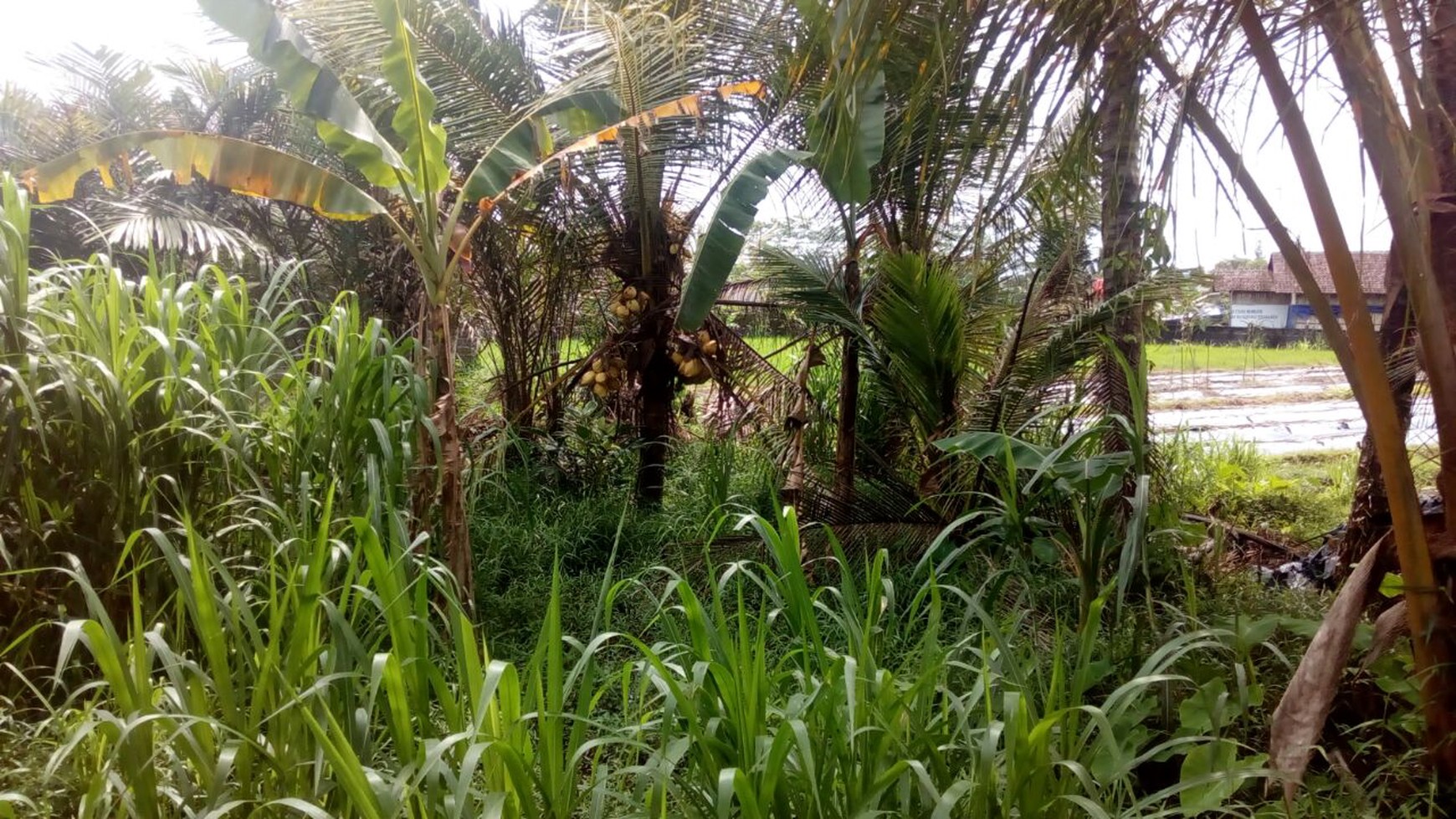 TANAH LUAS DI DEKAT PEMUKIMAN WARGA, JL RAJAWALI, BERANLOR, SLEMAN