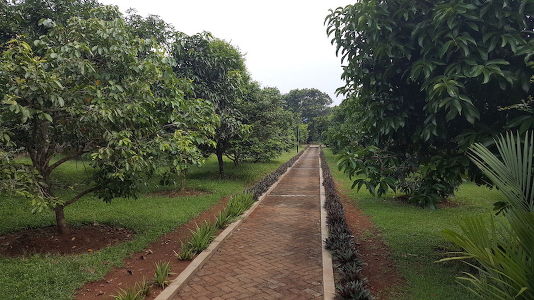 DIJUAL HARGA MURAH, KAVLING KEBUN BUAH DI LEGOK-TANGERANG-BANTENG