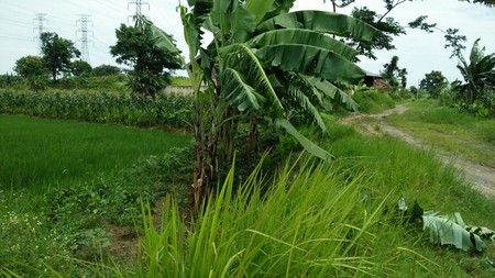 Tanah Driyorejo luas 5000 an