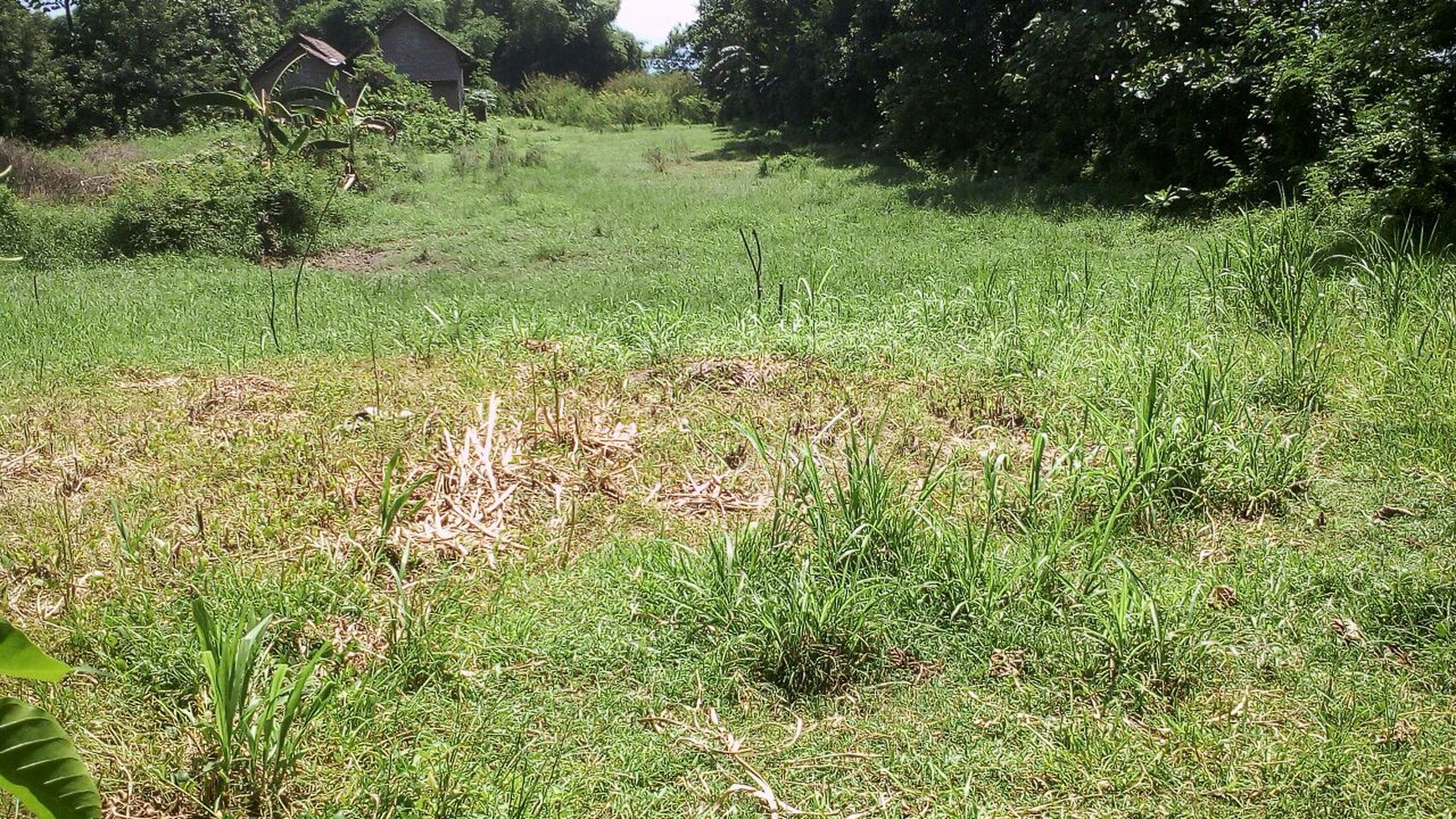 Tanah di Trowulan Mojokerto