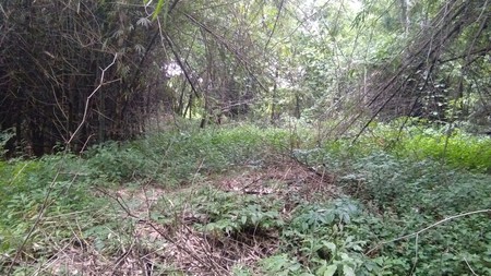 Tanah Driyorejo luas 3000-an