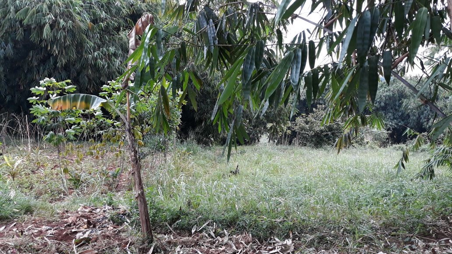 Tanah Kavling di Cinangka - Sawangan