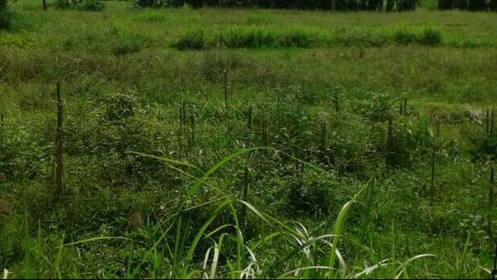 Tanah Kenjeran 20x20 Hak Milik