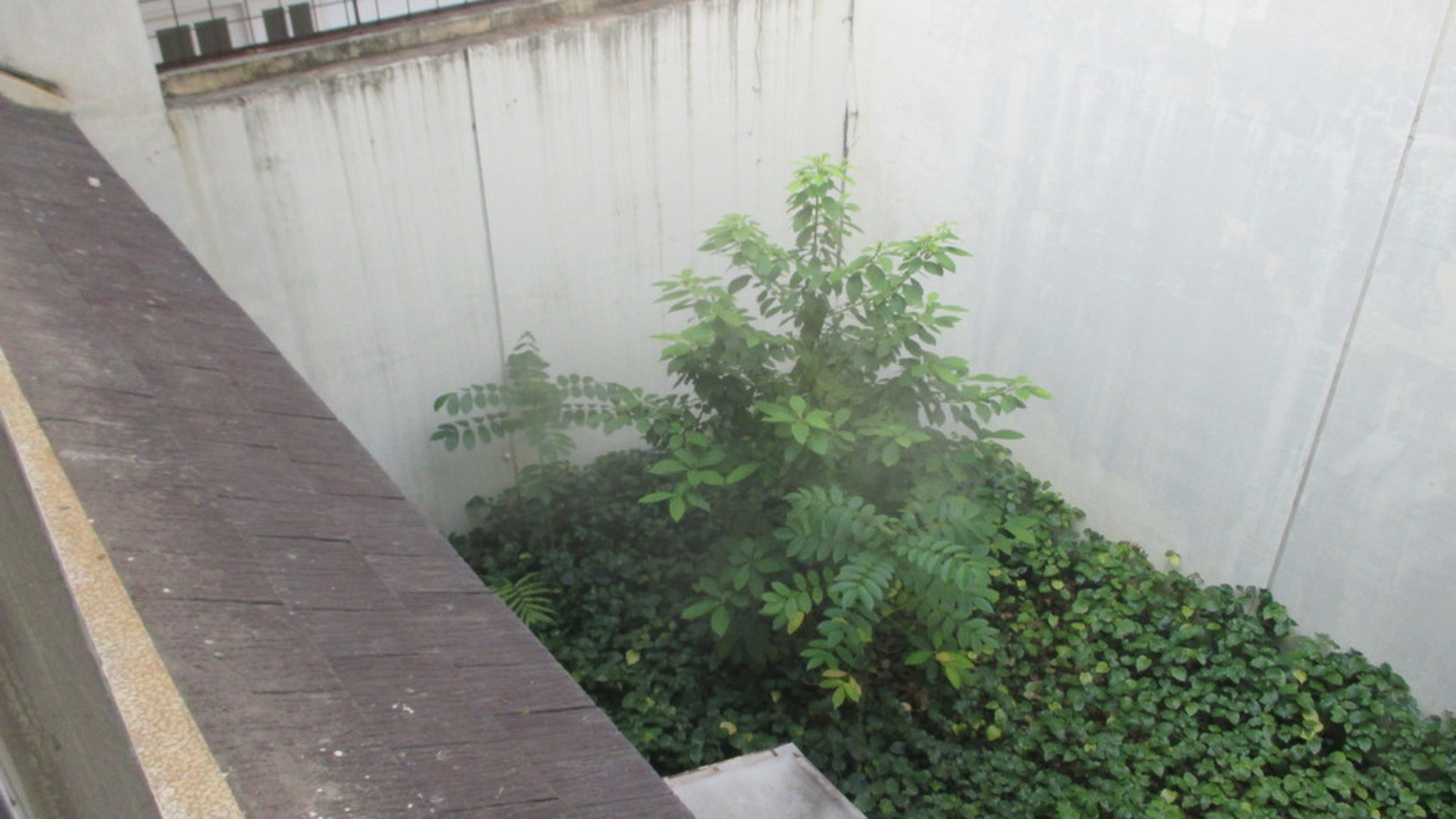 Disewakan Rumah di Virginia Lagoon - Serpong