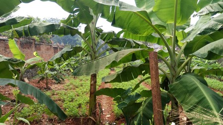 Dijual Tanah Murah Daerah Witana Harja Pamulang Tangsel