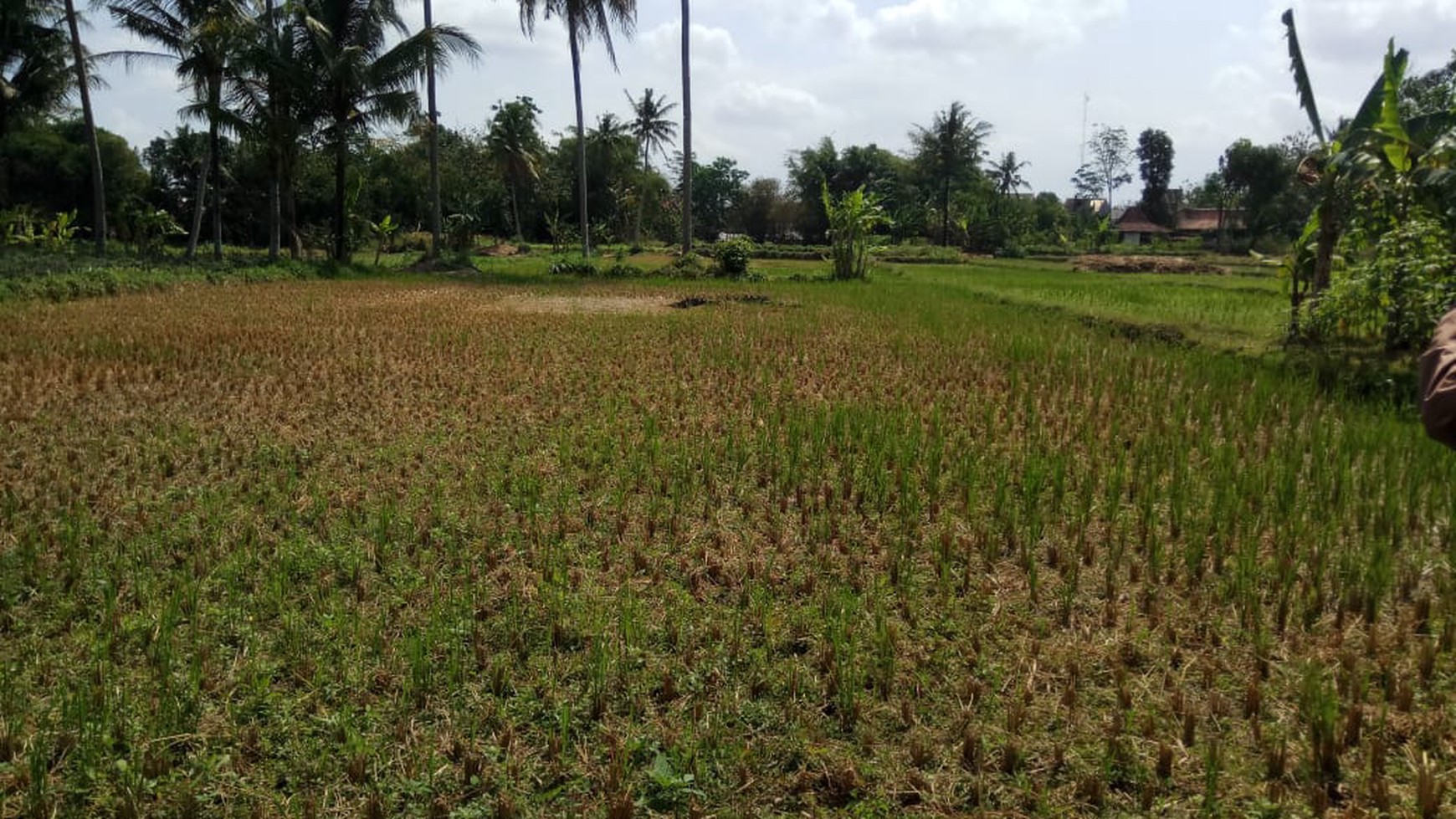 TANAH LOKASI STRATEGIS UNTUK PERUMAHAN