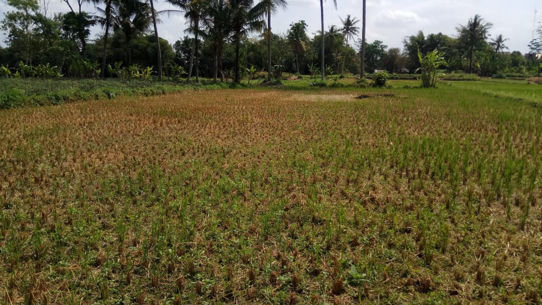 TANAH LOKASI STRATEGIS UNTUK PERUMAHAN