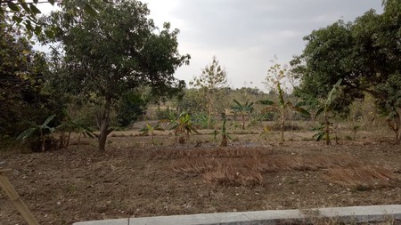 Tanah Driyorejo  luas 6500-an