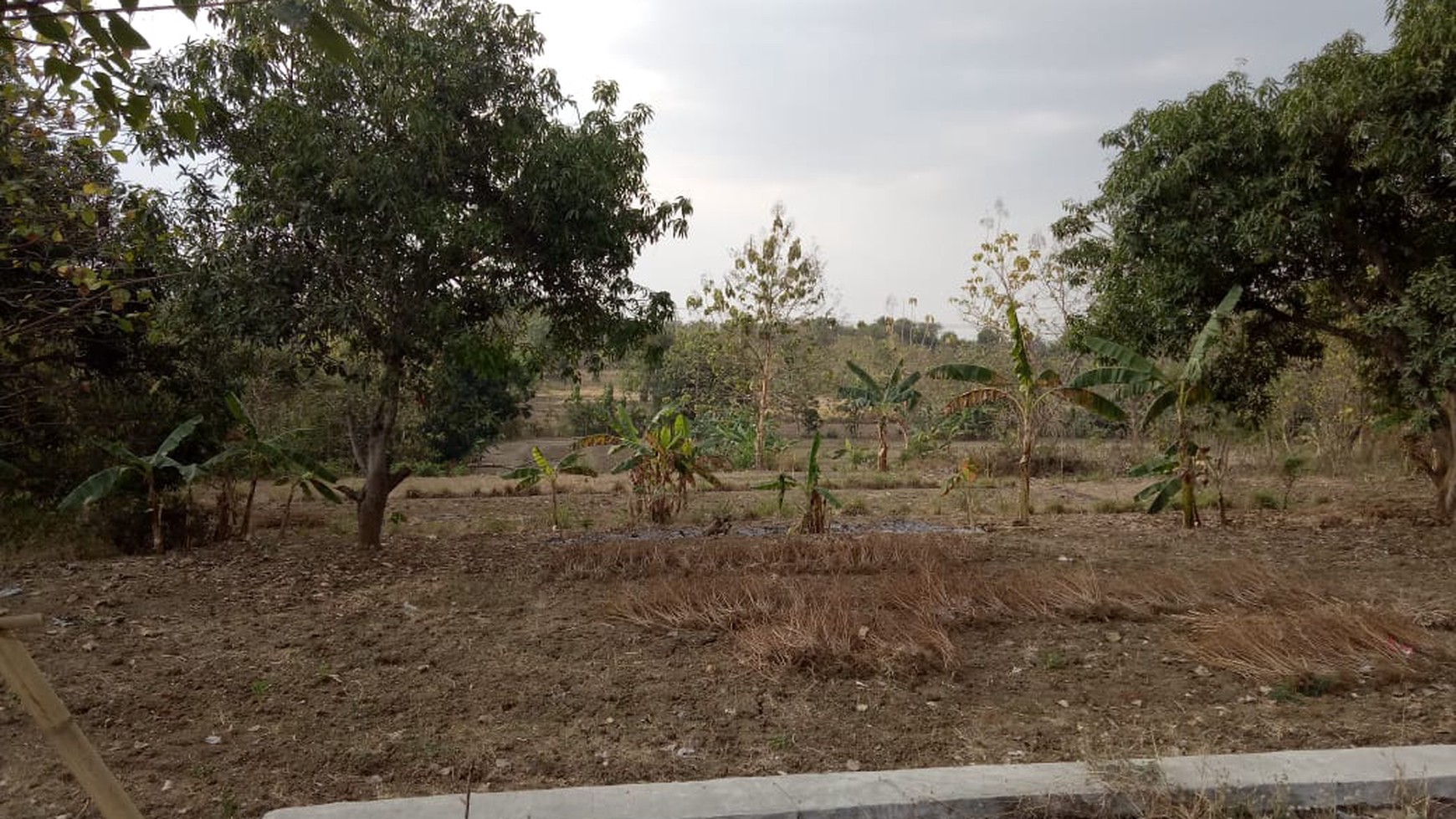 Tanah Driyorejo  luas 6500-an