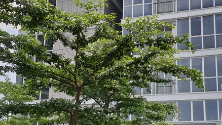 Disewakan Apart Lexington, Pesanggrahan