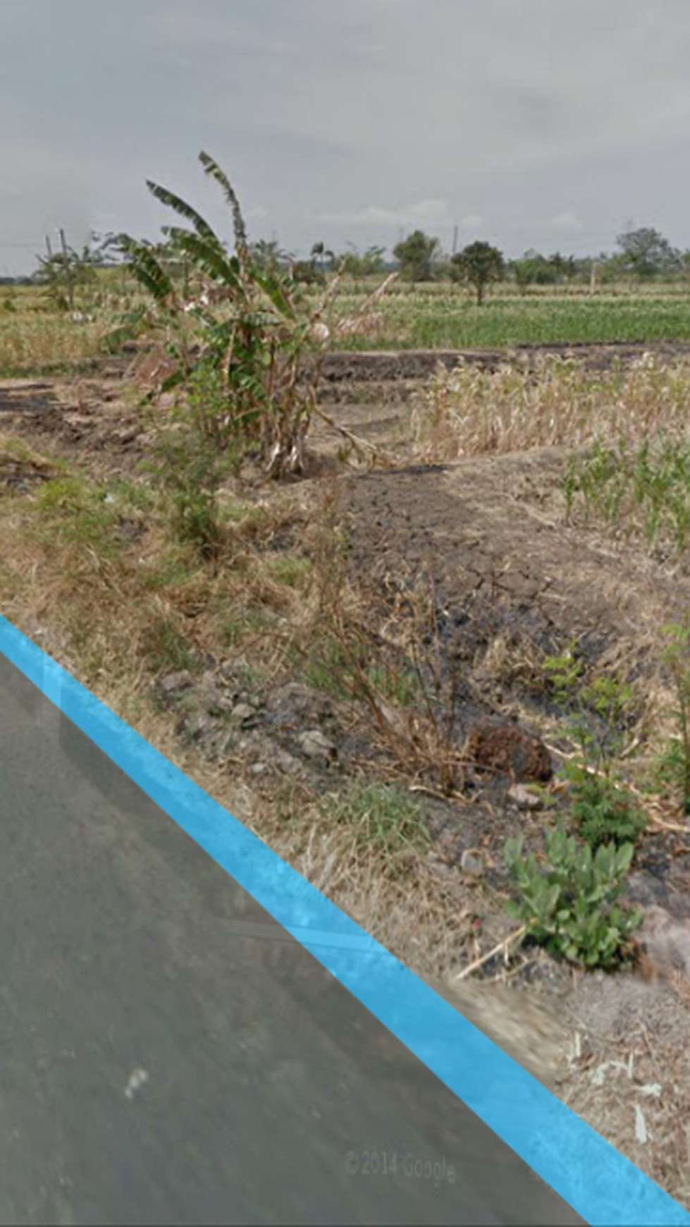 Tanah Menganti sebelah golden berry