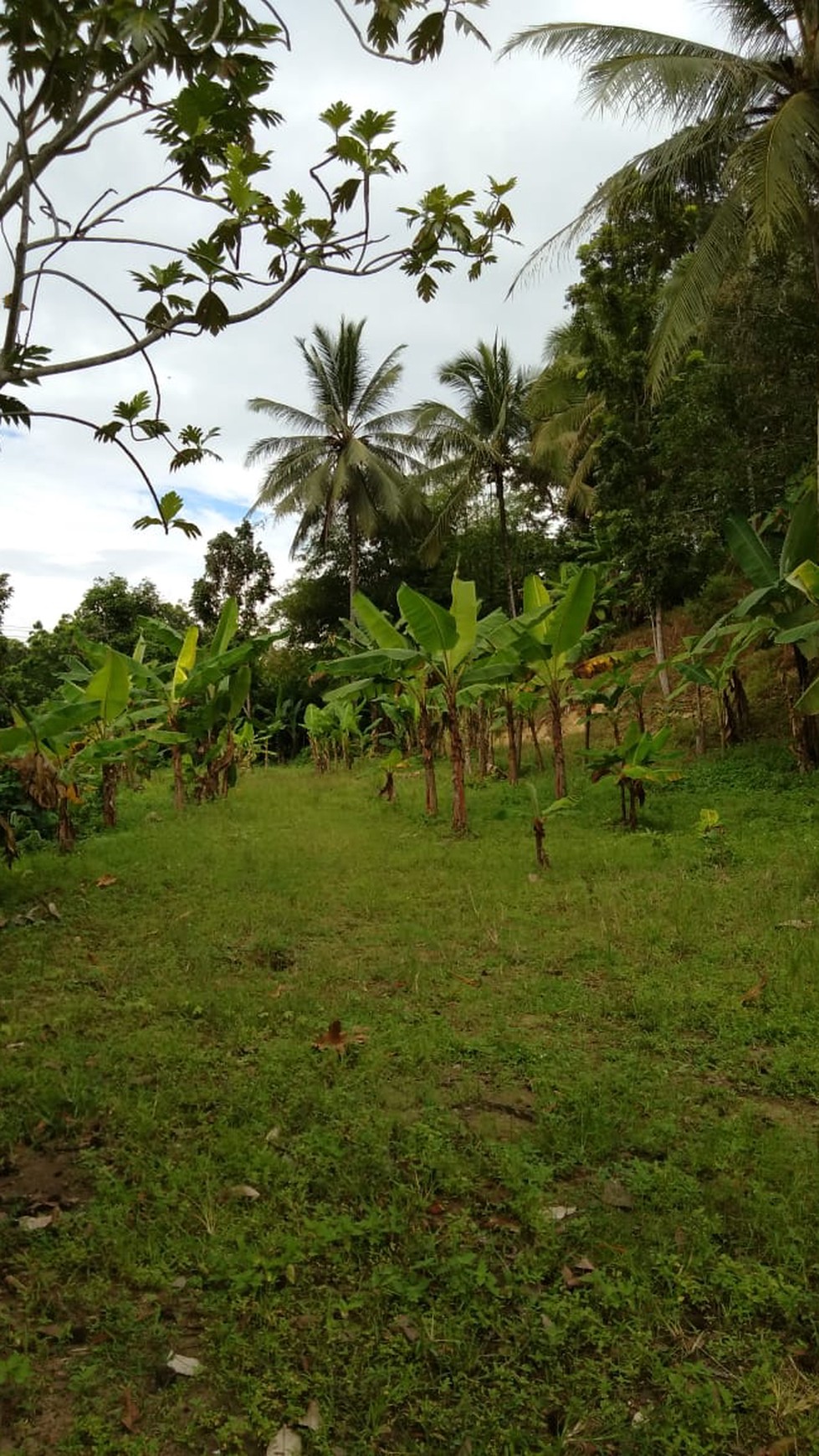 Dijual Tanah Pinggir Jalan di JL. Rawasari Rangkas Bitung
