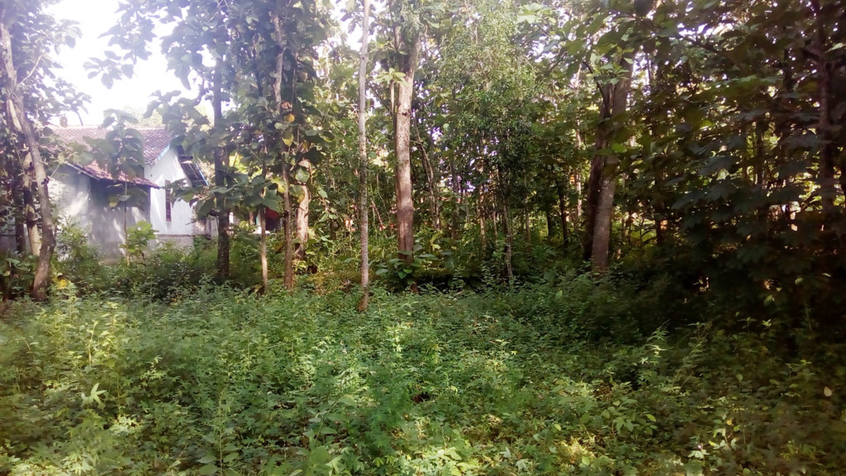 TANAH PEKARANGAN DIPINGGIR JL RAYA, DEKAT TERMINAL BARU WONOSARI.