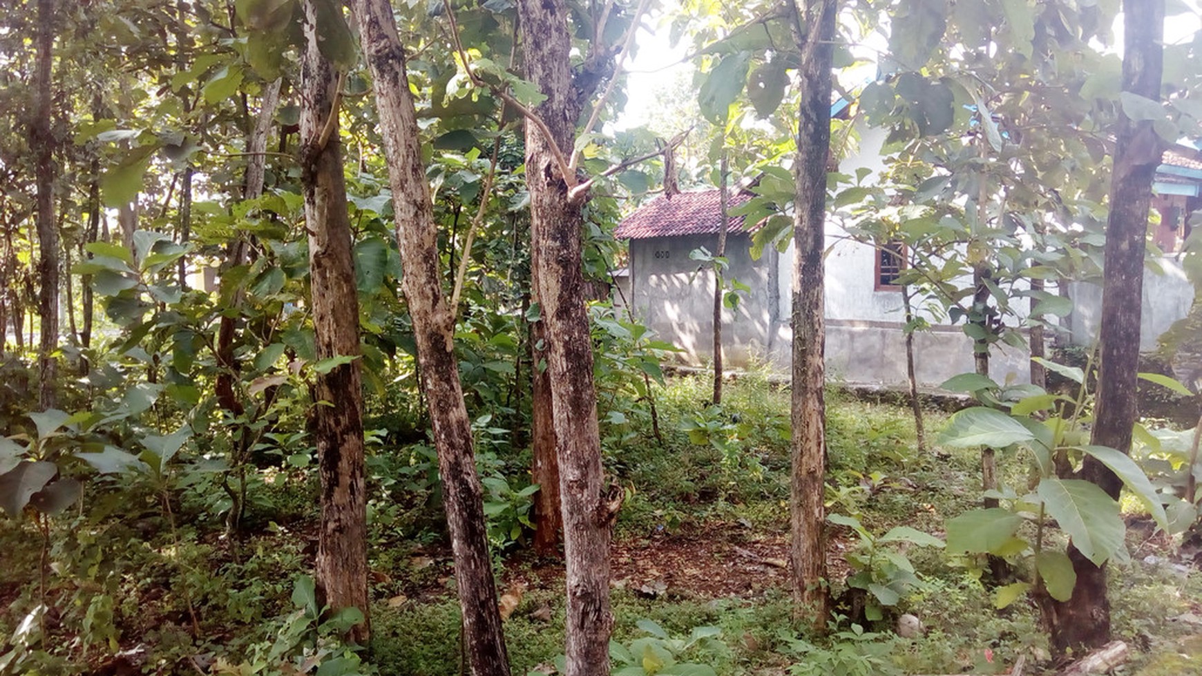 TANAH PEKARANGAN DIPINGGIR JL RAYA, DEKAT TERMINAL BARU WONOSARI.