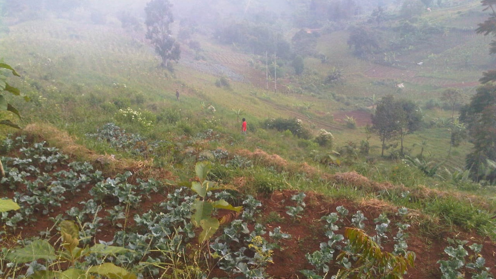 Kavling Cocok Untuk Invest, Bisa Digunakan Agrobisnis @Desa Pagerwangi, Punclut, Lembang