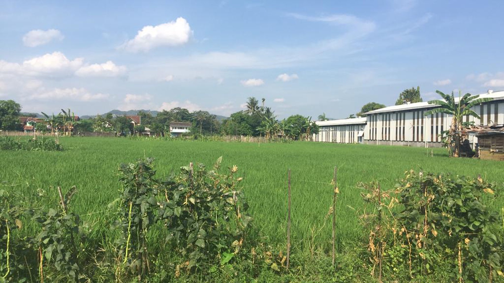 DIJUAL TANAH SAWAH DI TIRTOMARTANI, KALASAN.