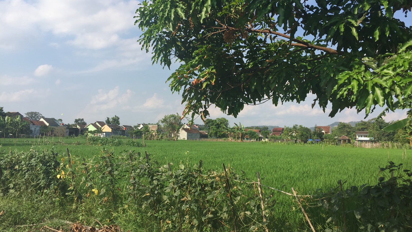 DIJUAL TANAH SAWAH DI TIRTOMARTANI, KALASAN.