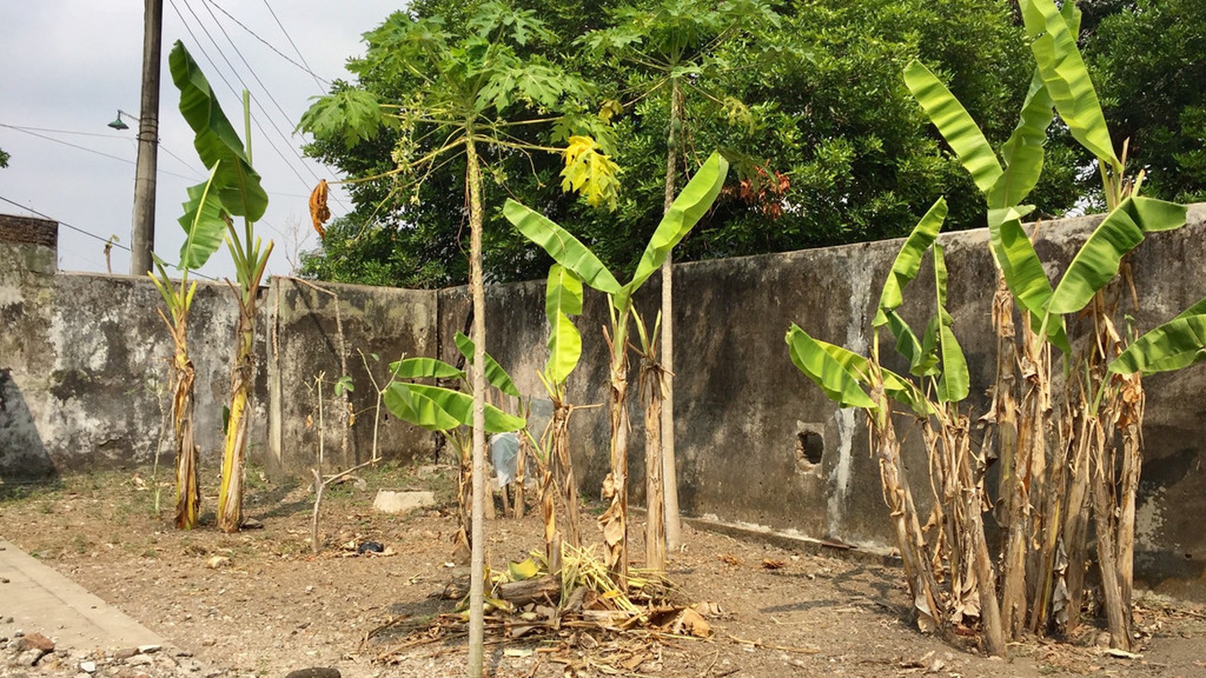 TANAH PEKARANGAN DI PANDEGA PADMA, COCOK UNTUK KOST, RUMAH TINGGAL.