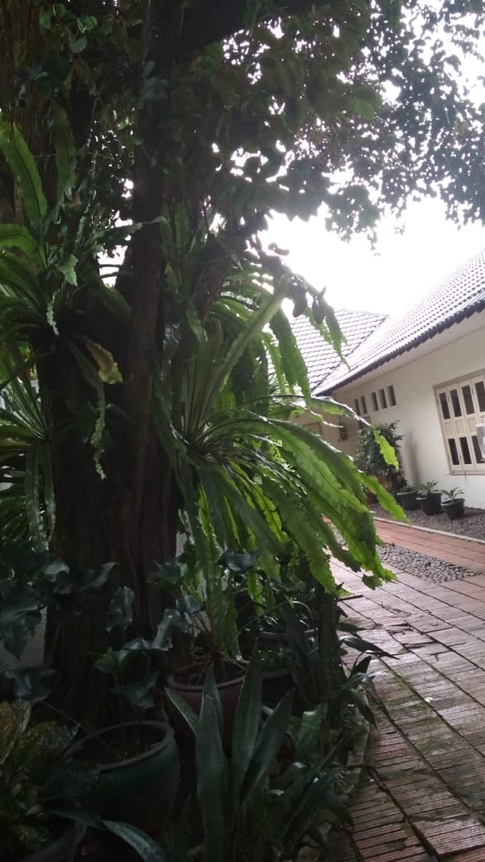 Rumah Siap Huni, Hunian Nyaman dan Asri @Cipete Selatan, Jakarta Selatan