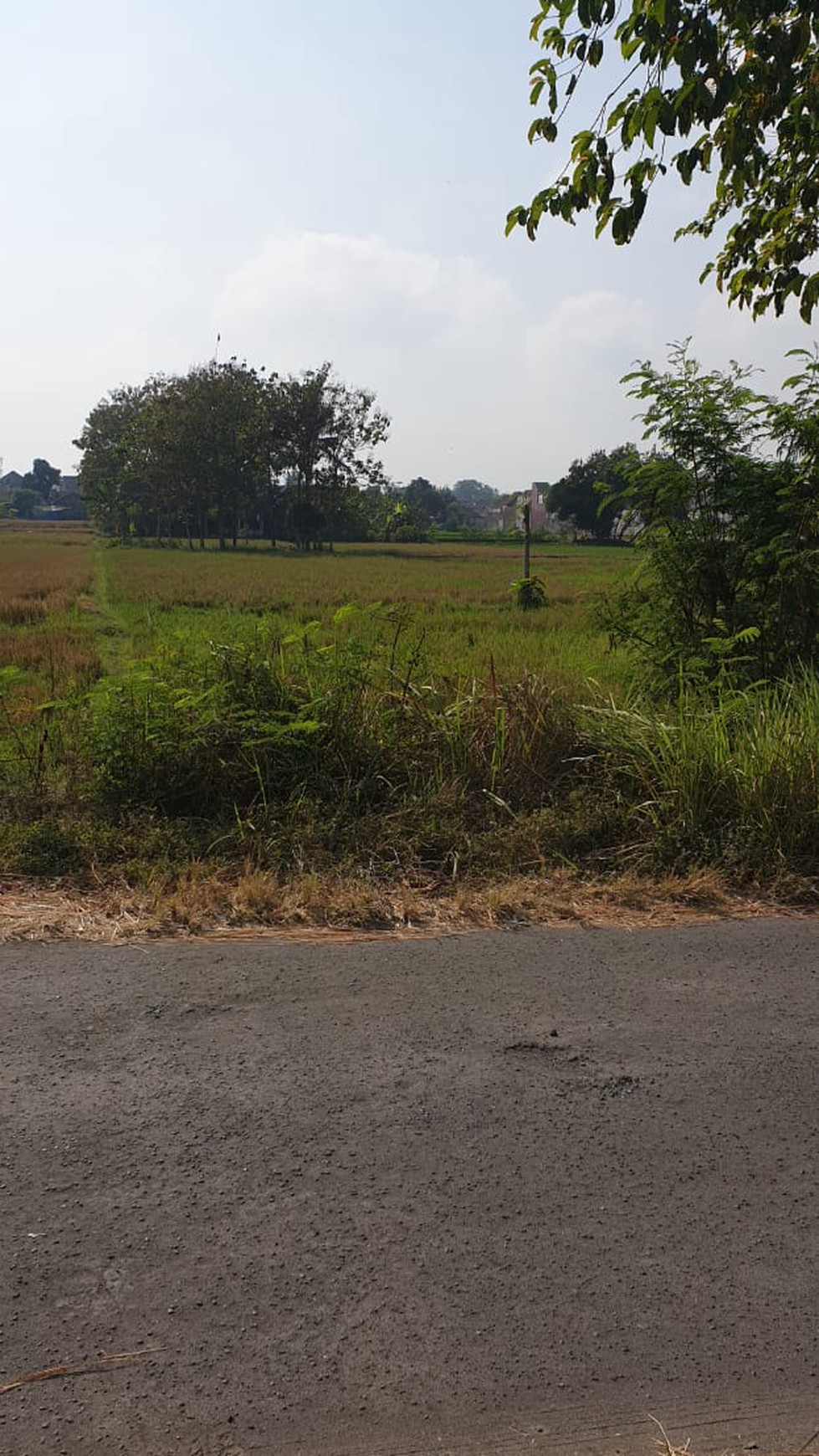 TANAH SAWAH, LUAS DIATAS 2000 METER, GODEAN, SLEMAN.