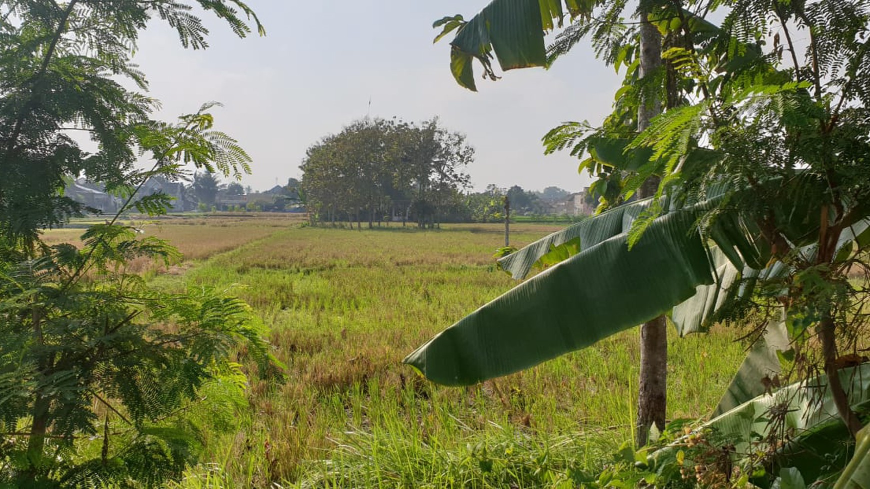 TANAH SAWAH, LUAS DIATAS 2000 METER, GODEAN, SLEMAN.