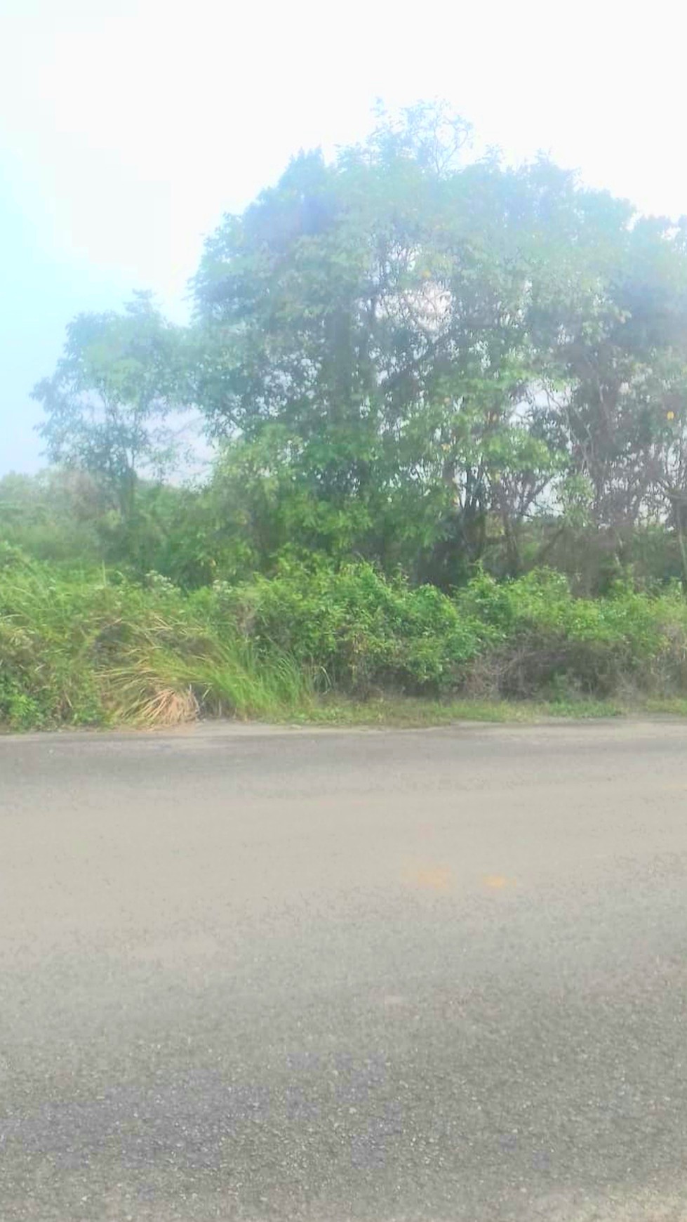 Kavling Area di Kalimantan Timur Luas 4644m Harga 3.5M Nego sampai DEAL