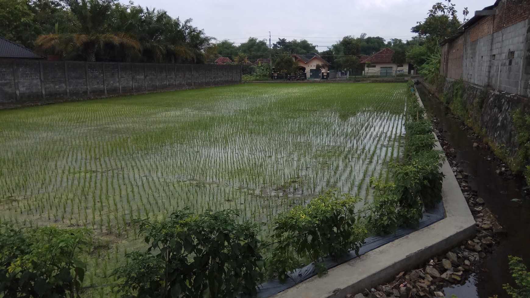 TANAH SAWAH DI COKRO KENTENG, SIDOAARUM, GODEAN, SLEMAN.