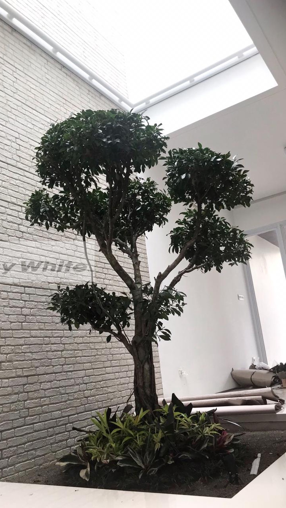 Modern Tropis Cirendeu