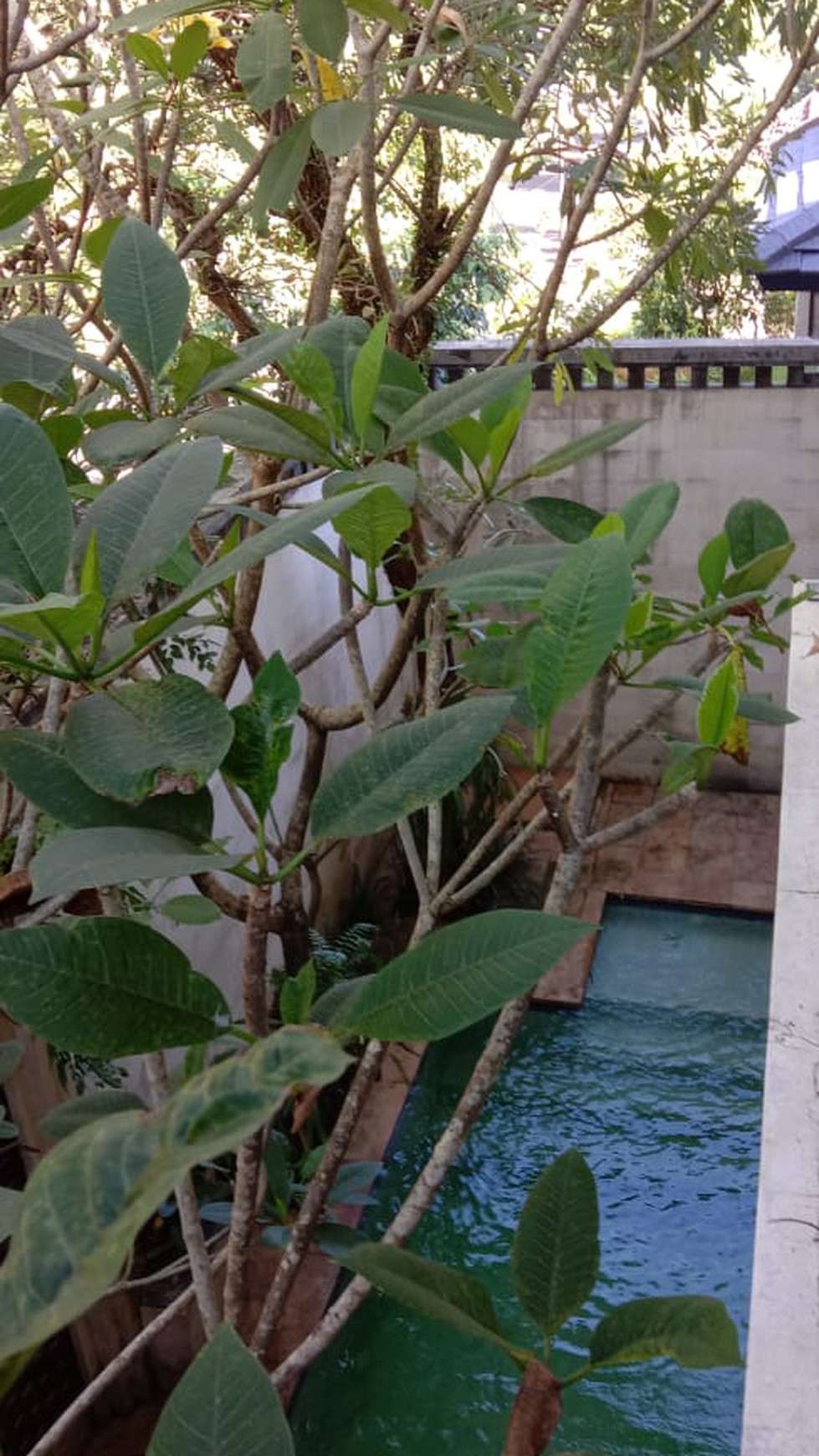 Rumah Siap Huni, Cluster Premium Bintaro, dan Hunian Asri @Menteng Residence, Bintaro